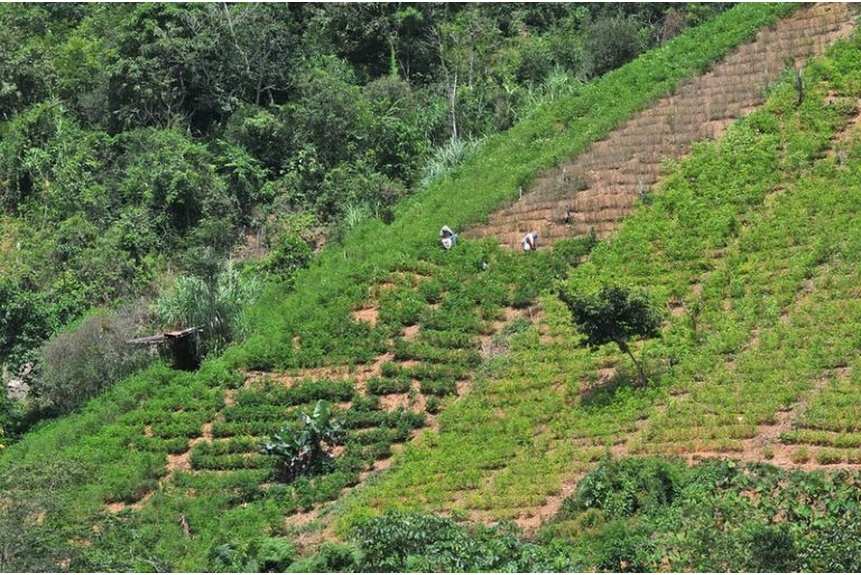 Berg 03 coca plantation of the kind found on the Colombia Venezuela border